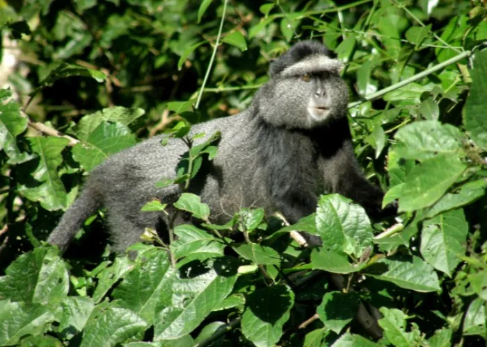 Kakamega Forest NR